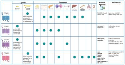 Free Fatty Acid Receptors as Mediators and Therapeutic Targets in Liver Disease